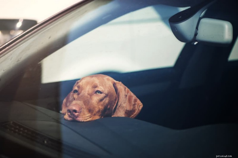 Anxiété du chien en voiture :conseils d experts pour des voyages en voiture sans stress 