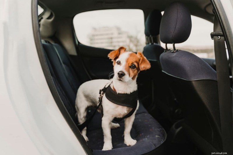 Anxiété du chien en voiture :conseils d experts pour des voyages en voiture sans stress 