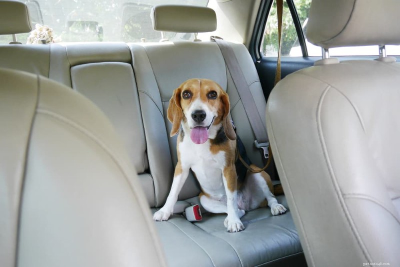 Anxiété du chien en voiture :conseils d experts pour des voyages en voiture sans stress 