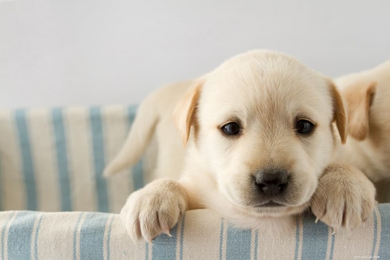 Kdy štěňata otevírají oči? Veterinární průvodce rozvojem raného vidění 