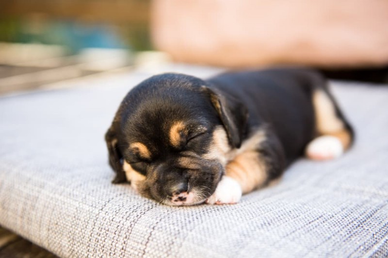 Kdy štěňata otevírají oči? Veterinární průvodce rozvojem raného vidění 