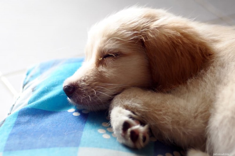 Kdy štěňata otevírají oči? Veterinární průvodce rozvojem raného vidění 