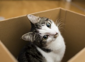 골판지 상자를 좋아하는 고양이의 과학 