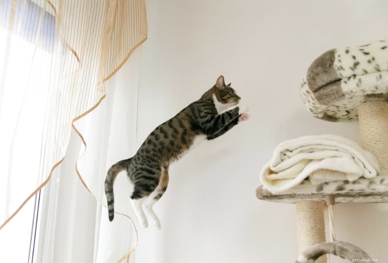 猫はどのくらい高くジャンプできますか?彼らの目覚ましい飛躍の背後にある科学 