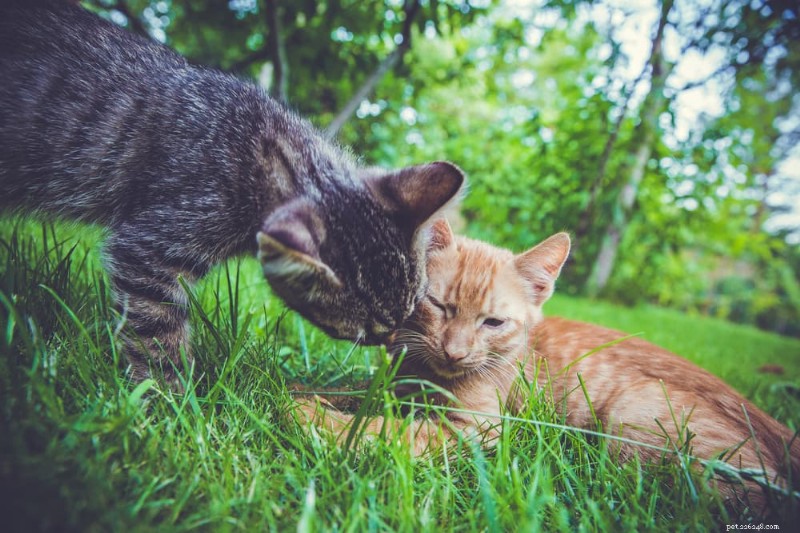 猫が毛づくろいをする理由:衛生、絆、健康に関する洞察 