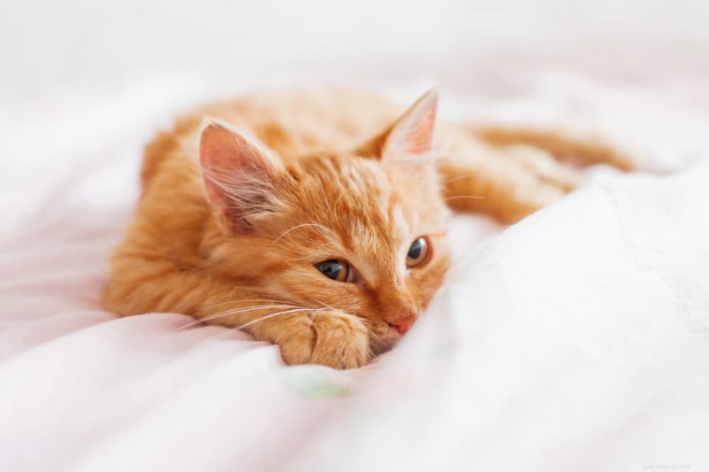 なぜ猫はあなたの上で寝るのですか?彼らの居心地の良い行動の背後にある科学