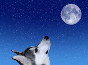 130 небесных имен для собак, которые вызывают радость 