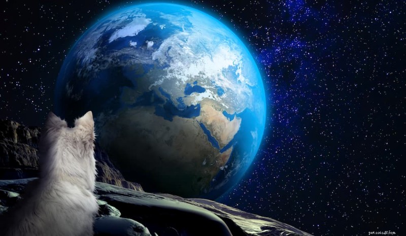喜びをもたらす犬の天体名130選 