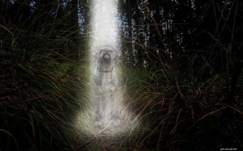 喜びをもたらす犬の天体名130選 