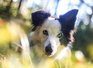 あなたのペットを祝う54のスターウォーズ犬の名前 