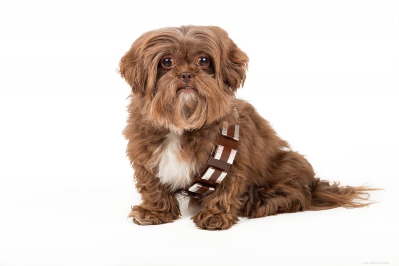 54 hvězdných jmen psů ze Star Wars pro oslavu vašeho mazlíčka 