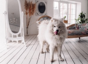 あなたの雪に覆われた犬のための170のエレガントな名前 