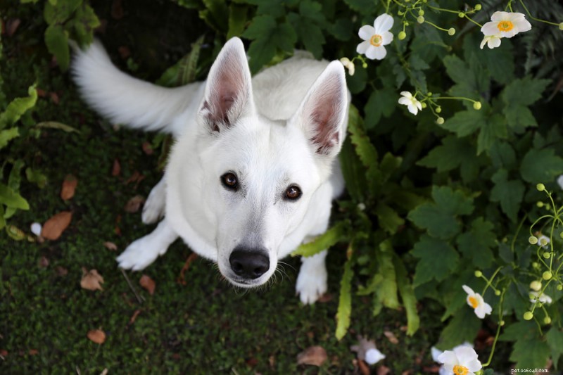 170 элегантных имен для вашей заснеженной собаки 