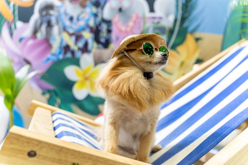 36 nomes autênticos de cães havaianos que celebram a cultura da ilha 