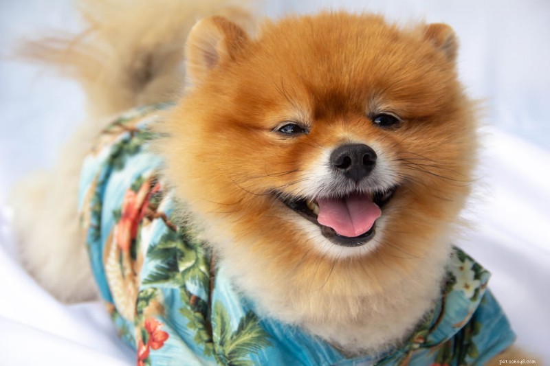 36 nomes autênticos de cães havaianos que celebram a cultura da ilha 