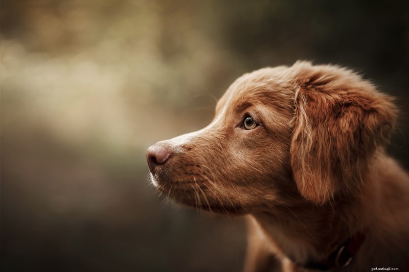 204 door experts aanbevolen rode hondennamen voor Ginger Pups 