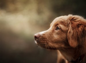 専門家が推奨するジンジャーの子犬の赤い犬の名前 204 個 