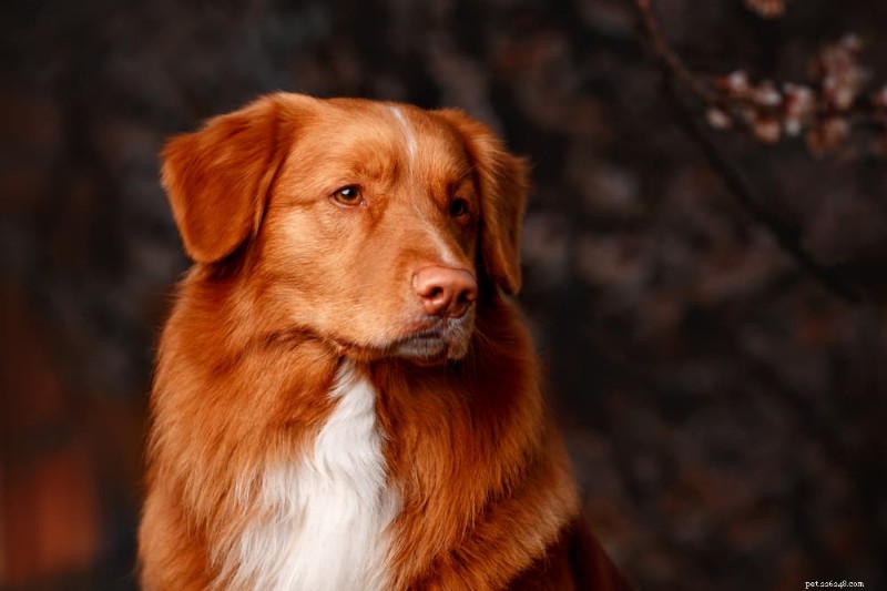 204 door experts aanbevolen rode hondennamen voor Ginger Pups 