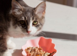 Whiskys Cat Bowl – Ergonomické, potravinářské silikonové krmítko pro krmení koček bez stresu 