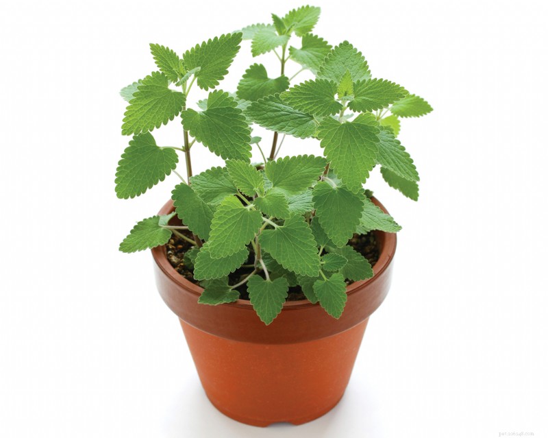 Kompletní průvodce Catnip:Použití, výhody a bezpečnost pro kočky 
