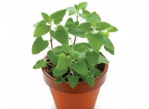 Kompletní průvodce Catnip:Použití, výhody a bezpečnost pro kočky 