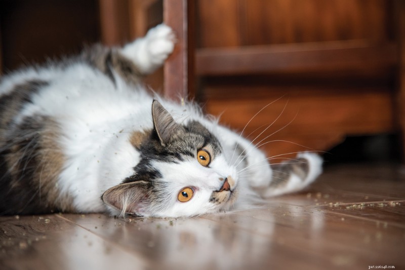 Kompletní průvodce Catnip:Použití, výhody a bezpečnost pro kočky 