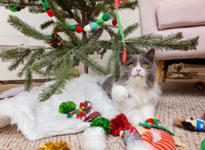 Почему ваша кошка заслуживает собственную рождественскую елку 