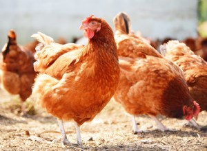 Je vaše kočka ohrožena ptačí chřipkou? Ochrana domácích mazlíčků před H5N1 