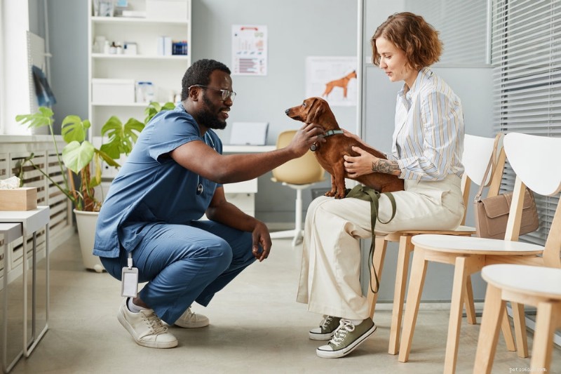 自宅で犬の駆虫はできますか?獣医師の指導が不可欠な理由