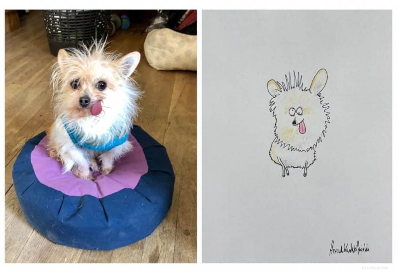 Les portraits d animaux originaux de l artiste britannique Phil Heckels récoltent 400 000 £ pour une œuvre caritative 