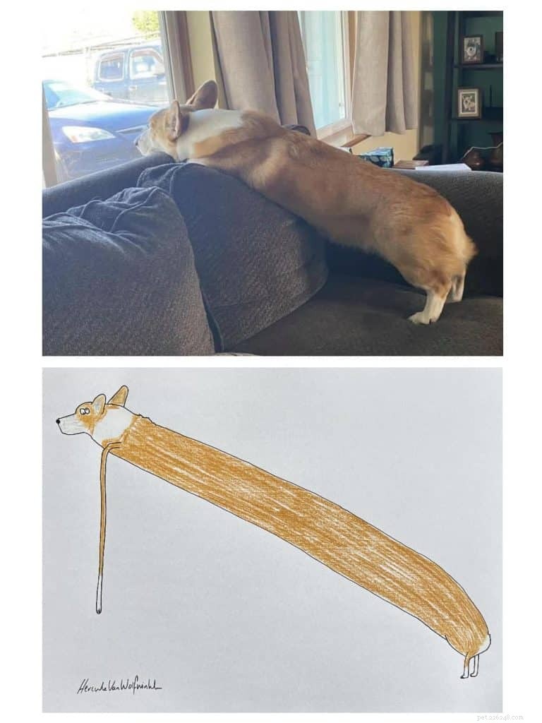 Les portraits d animaux originaux de l artiste britannique Phil Heckels récoltent 400 000 £ pour une œuvre caritative 