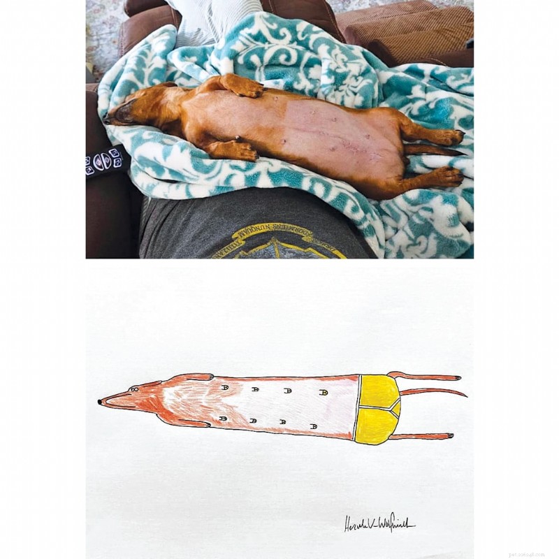Les portraits d animaux originaux de l artiste britannique Phil Heckels récoltent 400 000 £ pour une œuvre caritative
