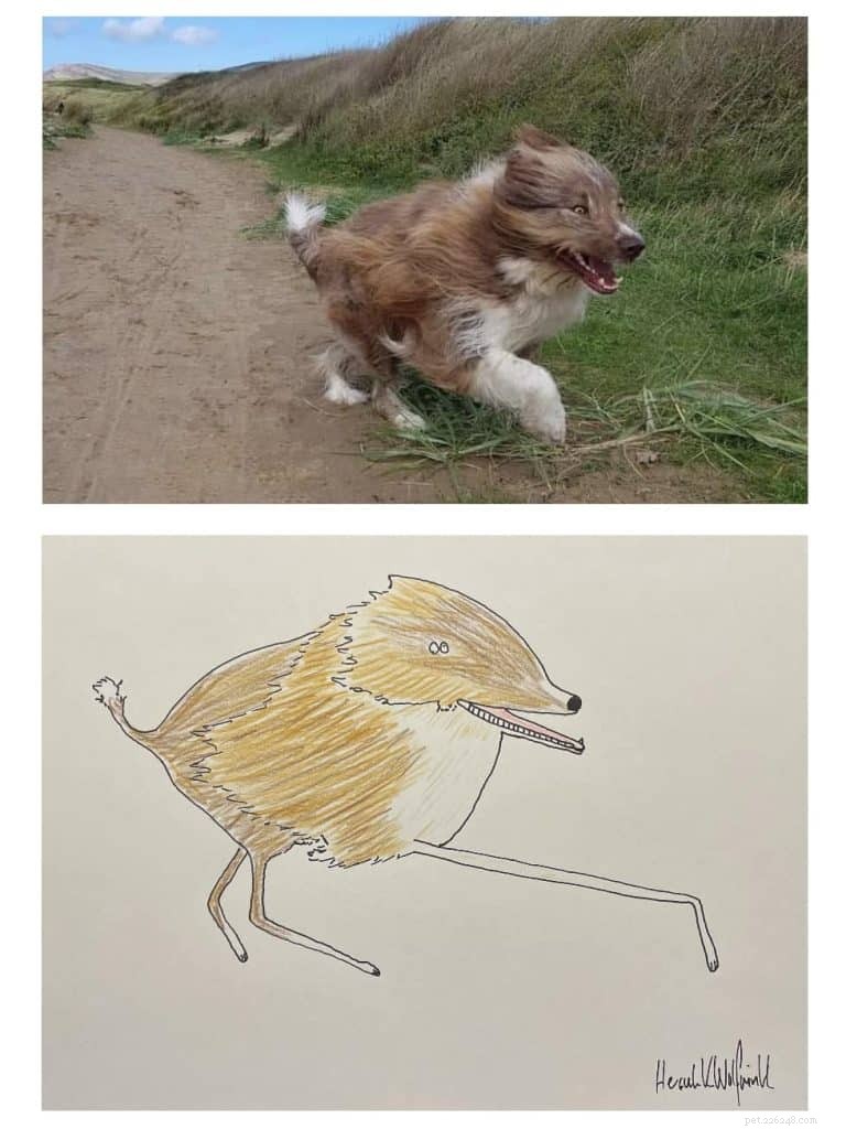 Les portraits d animaux originaux de l artiste britannique Phil Heckels récoltent 400 000 £ pour une œuvre caritative 