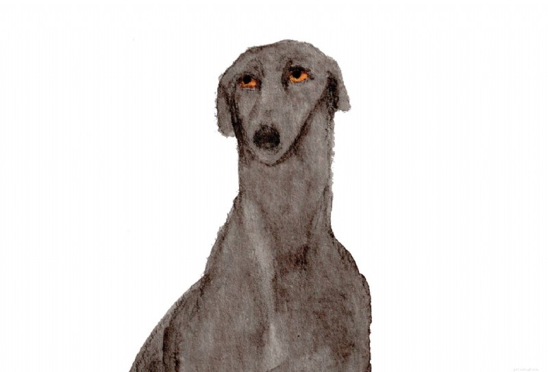 Amber Fossey (Zeppelinmoon) :un diptyque qui redonne espoir aux chiens de refuge