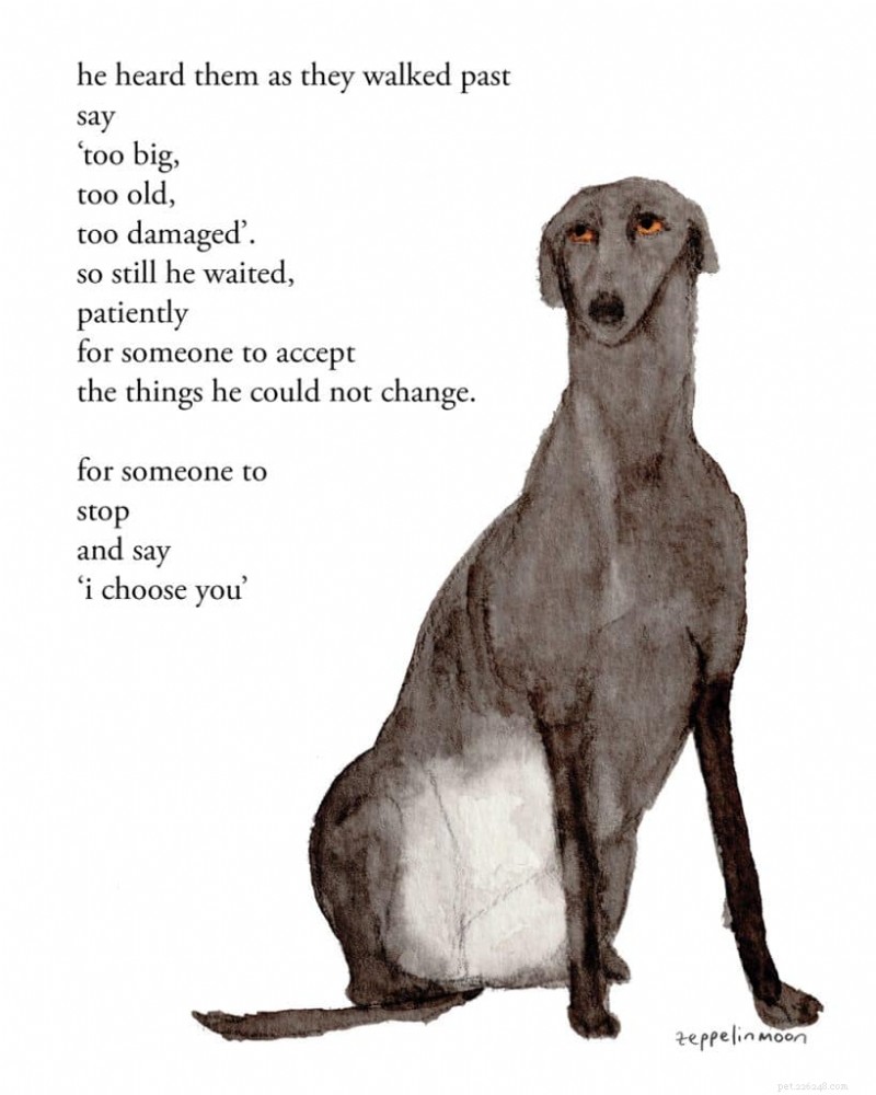 Amber Fossey (Zeppelinmoon) :un diptyque qui redonne espoir aux chiens de refuge