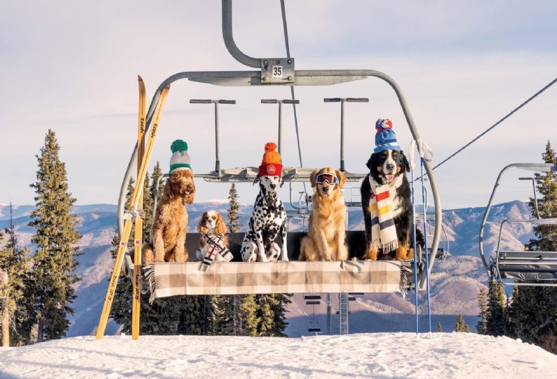 Les superbes photographies de vacances de GrayMalin :célébrer les chiens dans des destinations emblématiques 