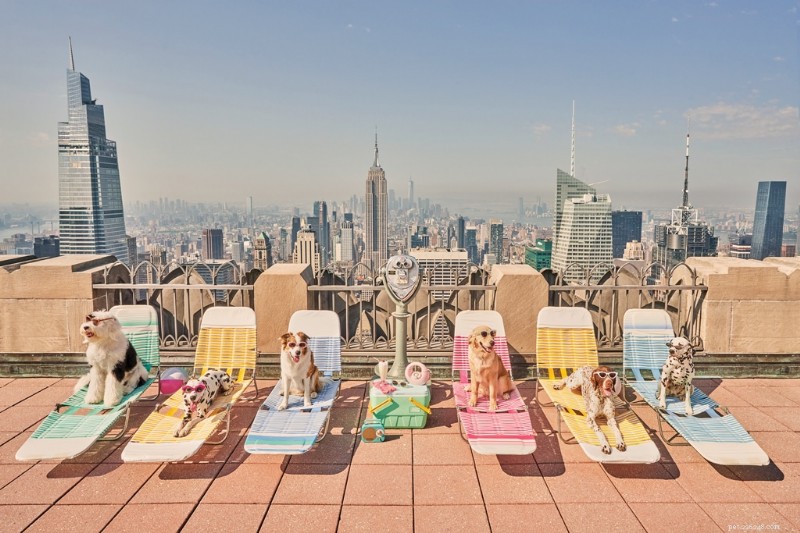 Les superbes photographies de vacances de GrayMalin :célébrer les chiens dans des destinations emblématiques 