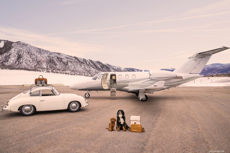 Les superbes photographies de vacances de GrayMalin :célébrer les chiens dans des destinations emblématiques 
