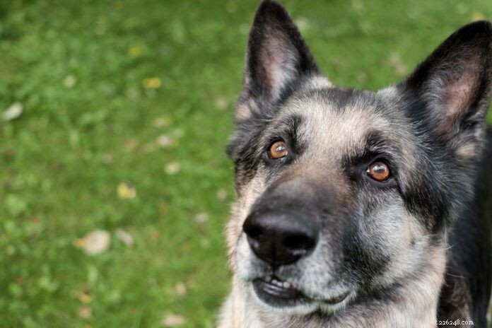 Comprendre l apparition du vitiligo chez le chien :causes, symptômes et soins 