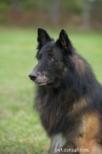 Comprendre l apparition du vitiligo chez le chien :causes, symptômes et soins 