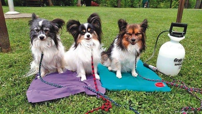 Gardez votre chien au frais en été :conseils d experts pour prévenir le stress thermique 