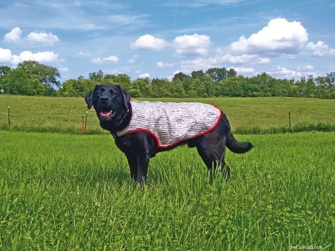 Gardez votre chien au frais en été :conseils d experts pour prévenir le stress thermique 