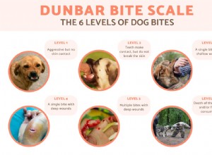 Förstå Dunbar Bite Scale:6 nivåer av hundbetts svårighetsgrad 