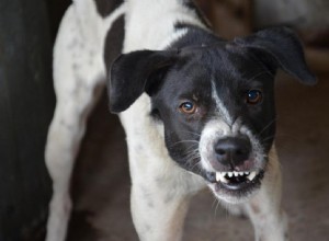 Varför är min hund plötsligt aggressiv? Expertvägledning för att identifiera orsaker och återställa harmoni 