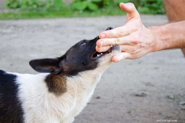 Por que meu cachorro fica repentinamente agressivo? Orientação especializada para identificar causas e restaurar a harmonia 