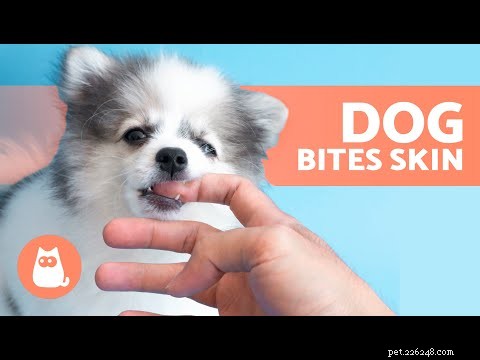 Por que meu cachorro fica repentinamente agressivo? Orientação especializada para identificar causas e restaurar a harmonia 