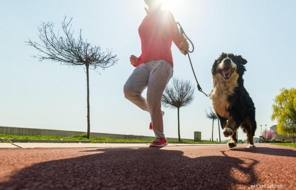 Träna din hund att springa med dig:En omfattande guide för friskare, lyckligare par 
