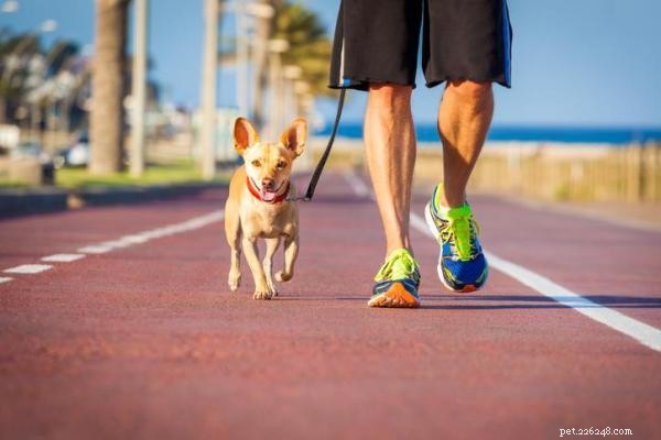 Träna din hund att springa med dig:En omfattande guide för friskare, lyckligare par 