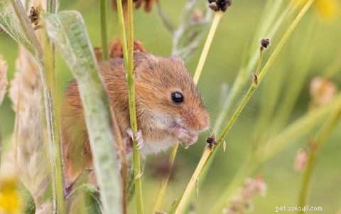 Mohou se kočky nakazit nebo šířit Hantavirus? Co by měli vědět majitelé mazlíčků 