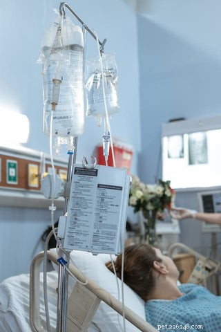 Mohou se kočky nakazit nebo šířit Hantavirus? Co by měli vědět majitelé mazlíčků 